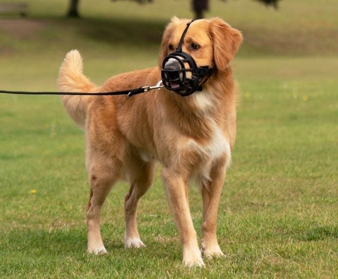 Company of Animals Baskerville Ultra Dog Muzzle - Image 7